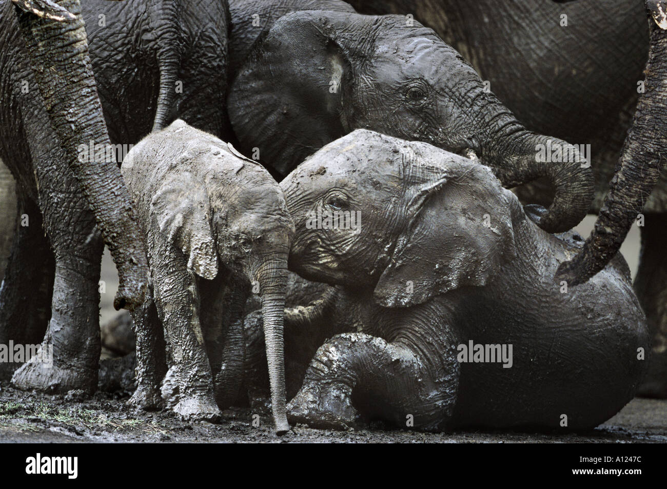 Elefantenfamilie suhlen im Schlamm Masai Mara Kenia Stockfoto