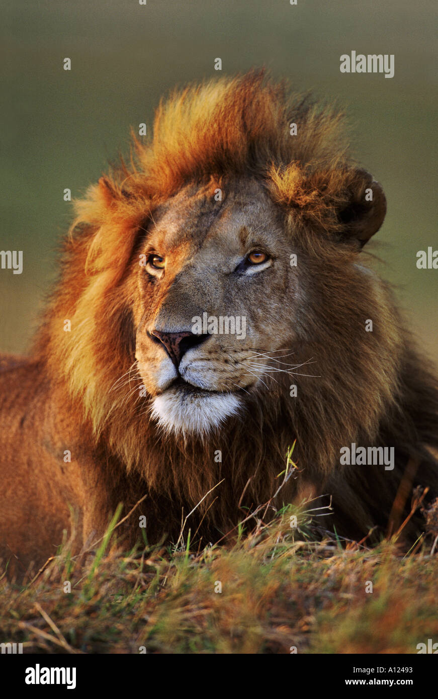 Lion bei Sonnenaufgang Masai Mara Kenia Stockfoto