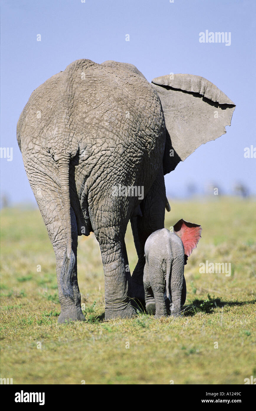 Elefant mit Wochen alten Kalb gesehen von hinten Masai Mara Kenia Stockfoto