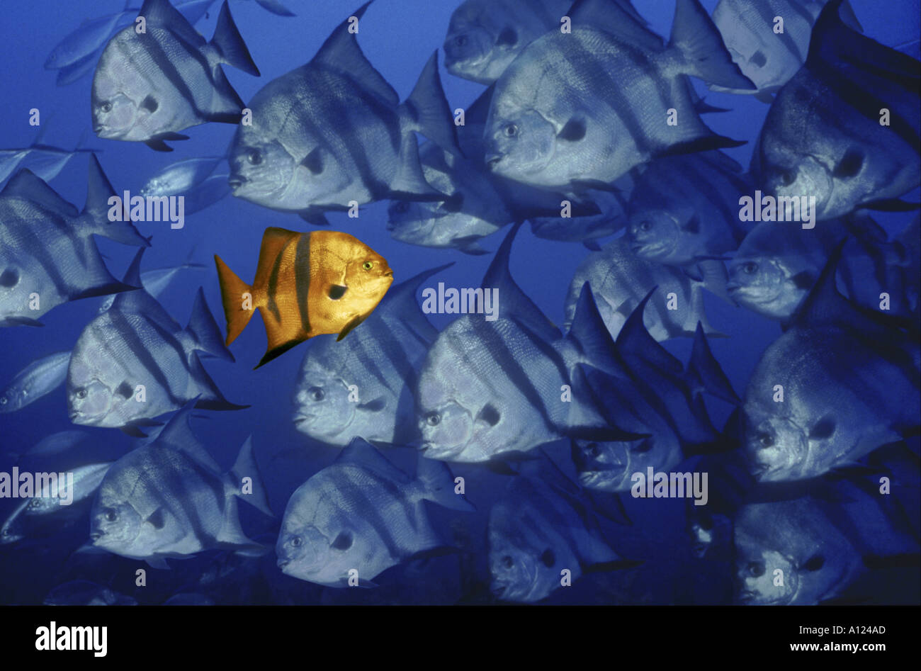 Einzelne Fische schwimmen in Gegenrichtung zu anderen Fischen Stockfoto