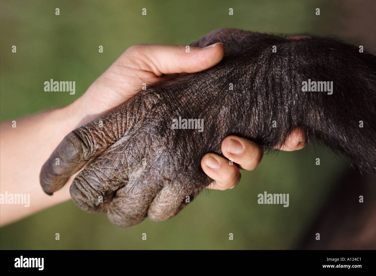 Mensch und Schimpanse Hände Stockfoto