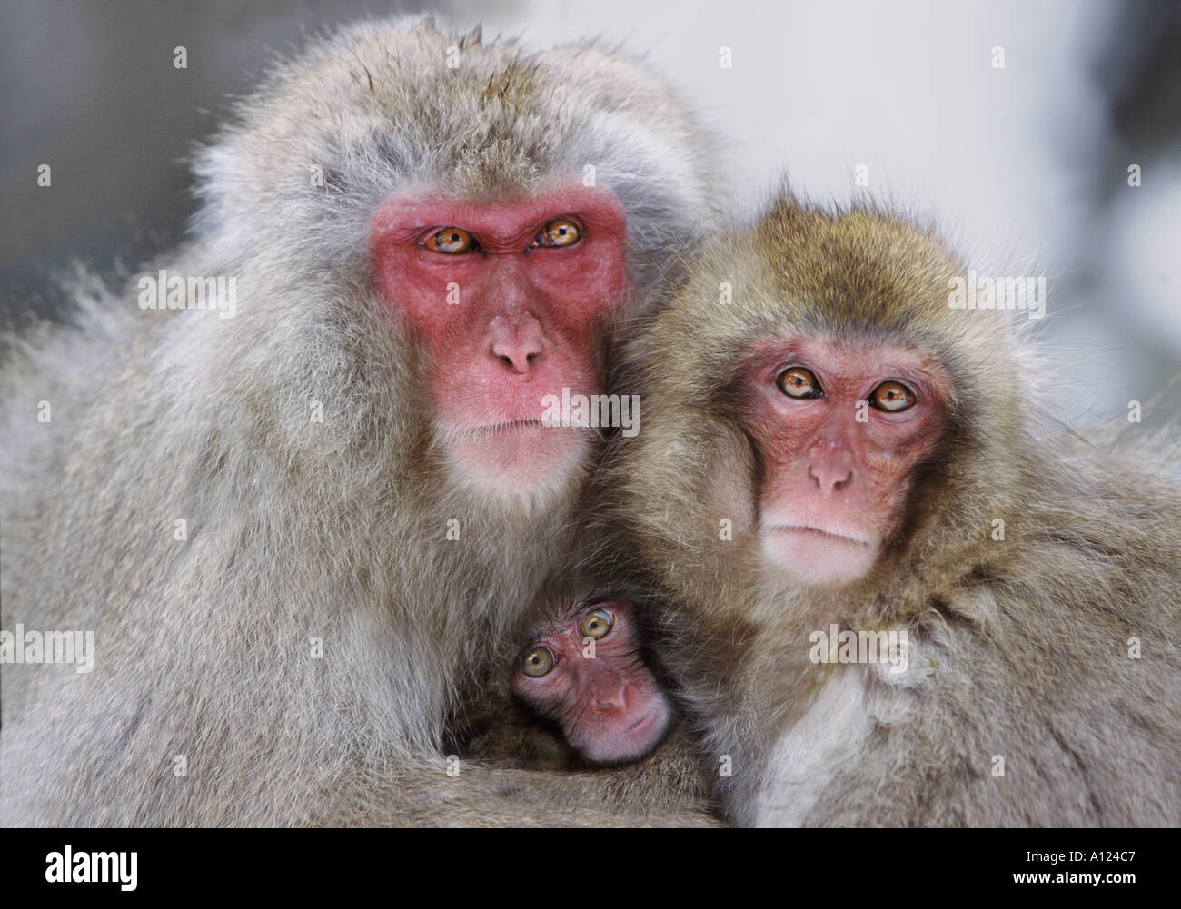 Schnee-Affen-Familie Jigokudani Nationalpark Japan Stockfoto