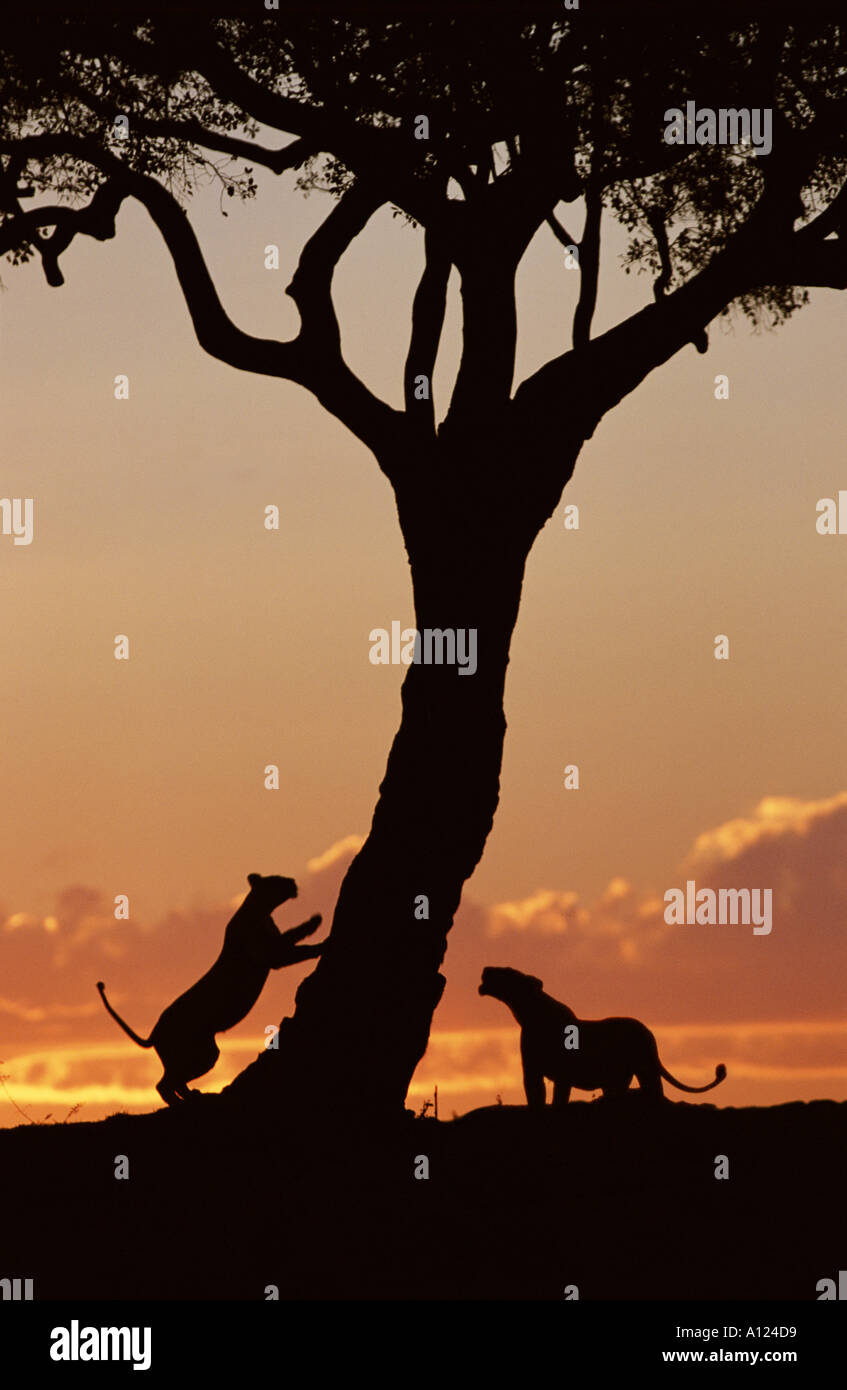 Löwen, die Silhouette am Sonnenuntergang Masai Mara in Kenia Stockfoto