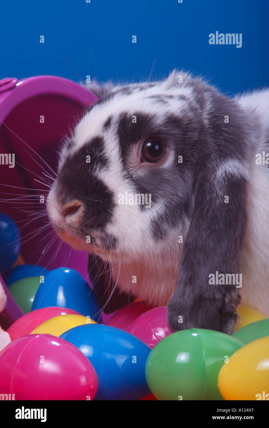 Mini Lop Hase mit Kunststoff Ostern Eiern Urlaub Thema PR 128a Stockfoto