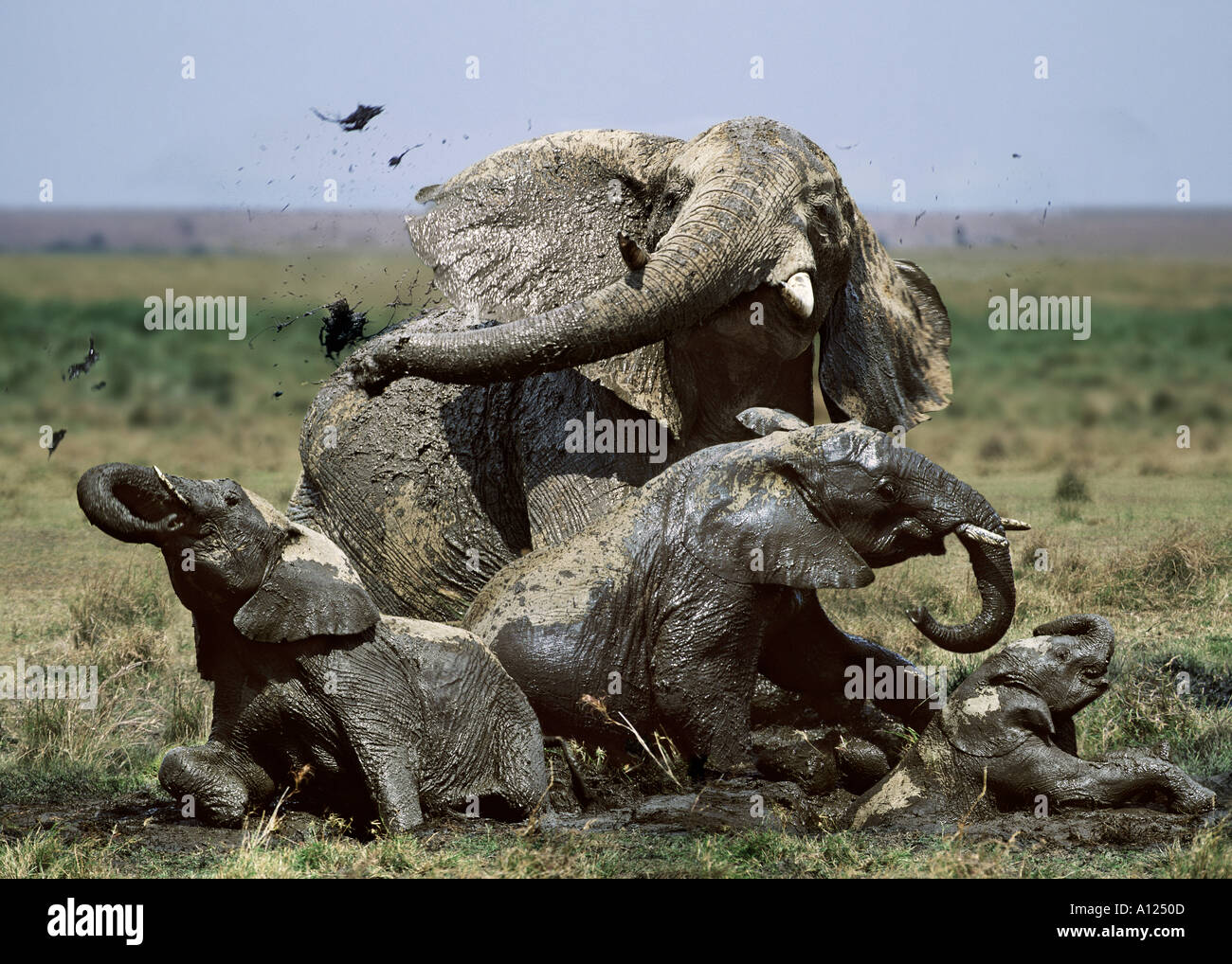 Elefantenfamilie suhlen im Schlamm Masai Mara Kenia Stockfoto