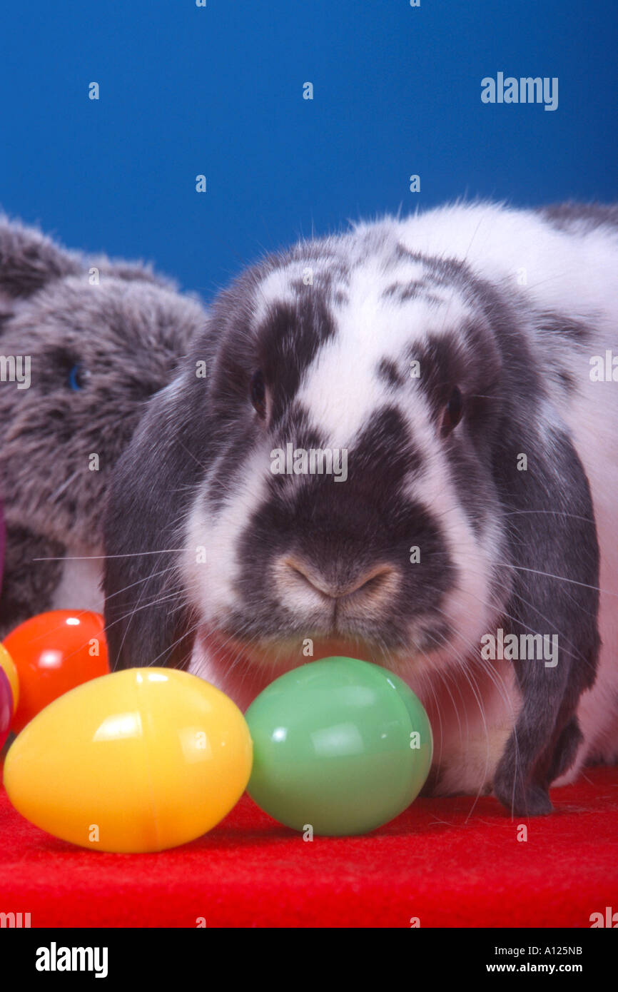 Mini Lop Hase mit Kunststoff Ostern Eiern Urlaub Thema PR 128a Stockfoto