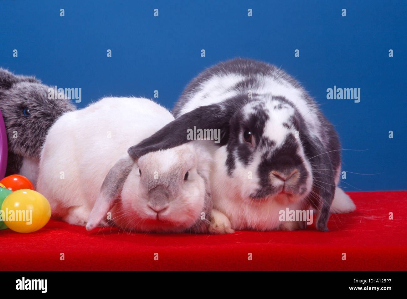 Mini-Lop und Holland Lop Hasen mit Plastik Ostereier und Stofftier blau Hintergrund PR 128b Stockfoto