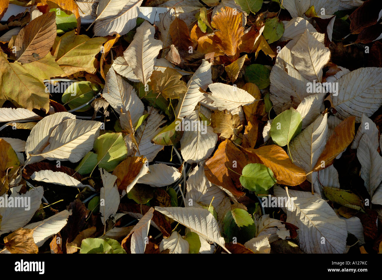 Wind geblasen Herbstlaub Stockfoto