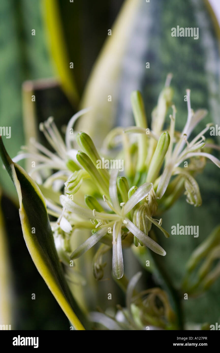 Sansevieria blten -Fotos und -Bildmaterial in hoher Auflsung  Alamy