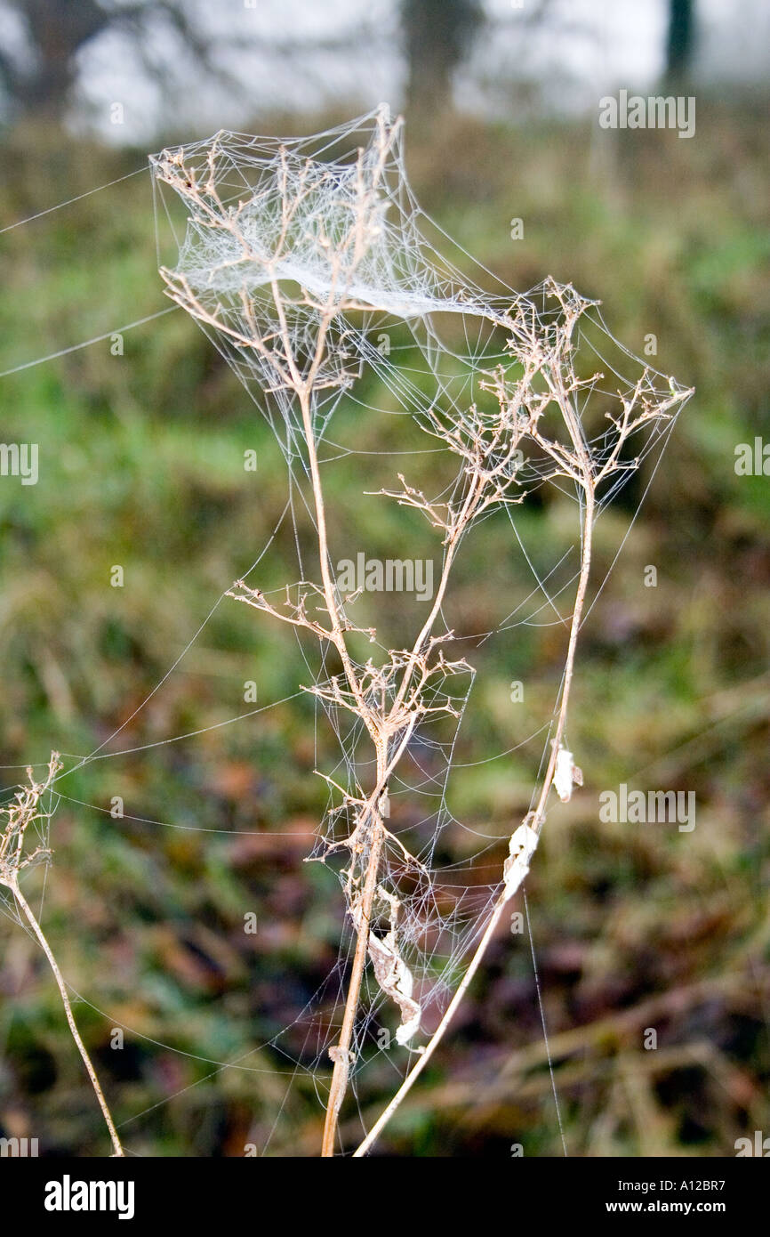 Verwickeln Sie sich Spinnennetz an einer Pflanze in Woodland, Ardagh, County Limerick, Irland. Stockfoto