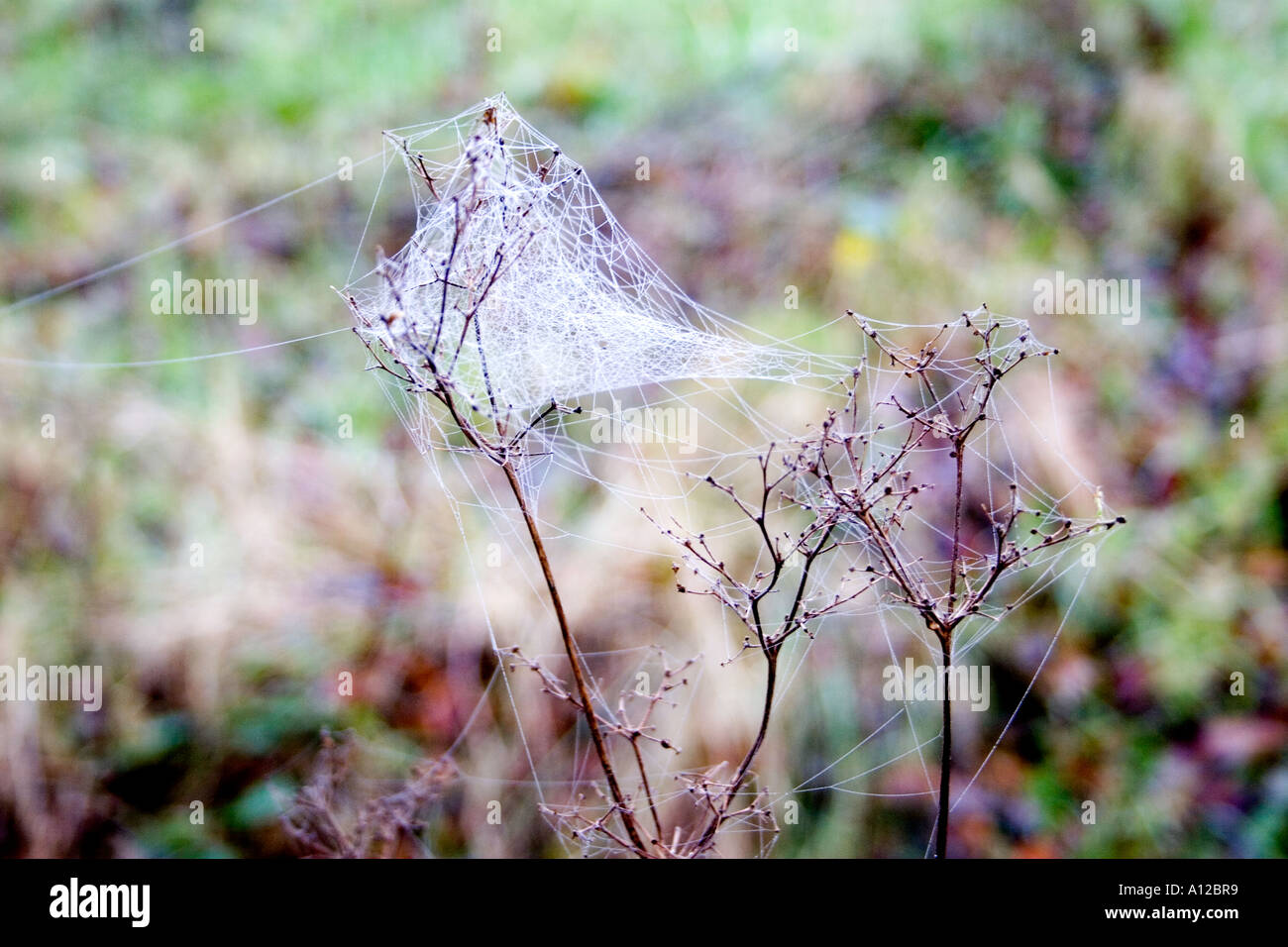 Verwickeln Sie sich Spinnennetz an einer Pflanze in Woodland, Ardagh, County Limerick, Irland. Stockfoto