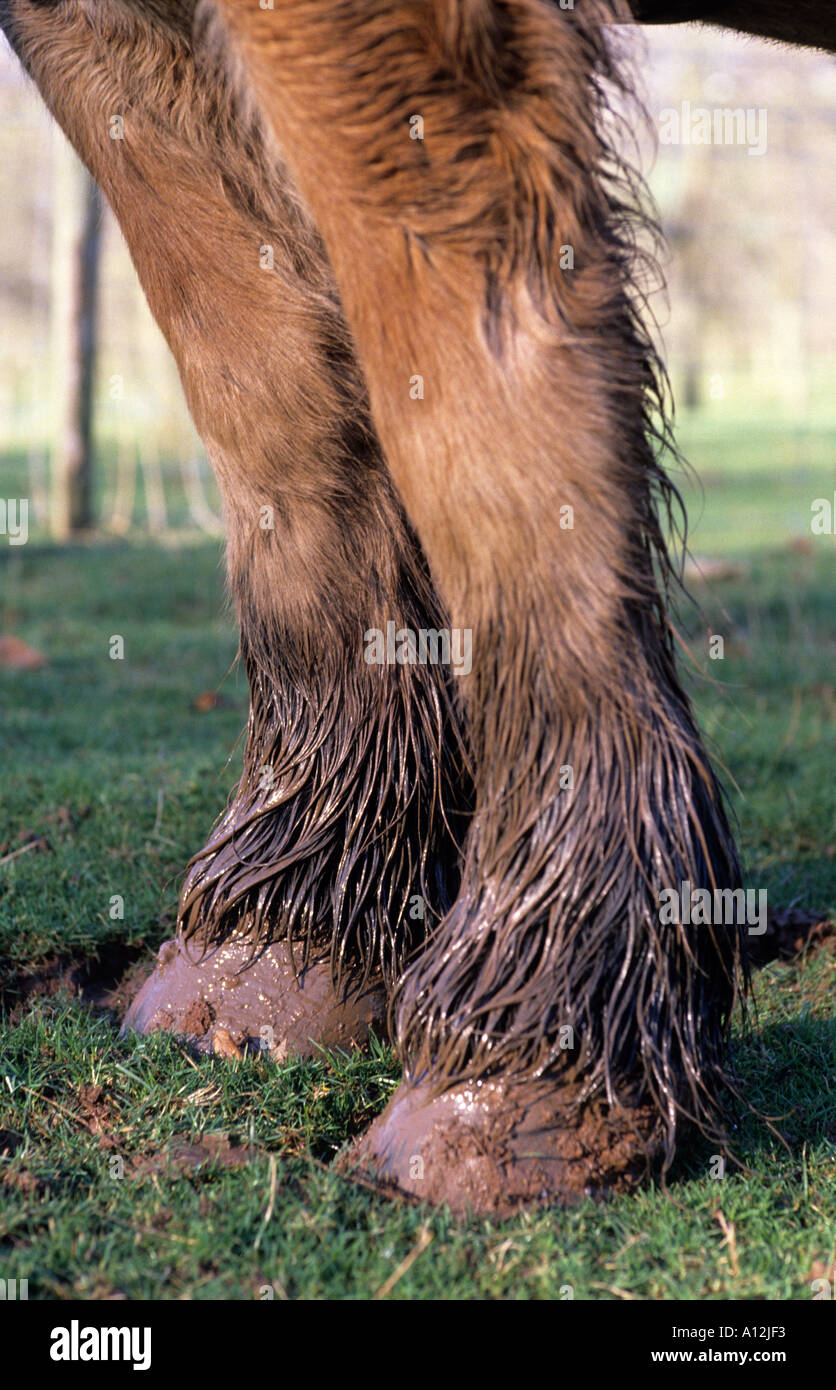 Schwere Pferde Stockfoto Schwere Pferde Stockfoto