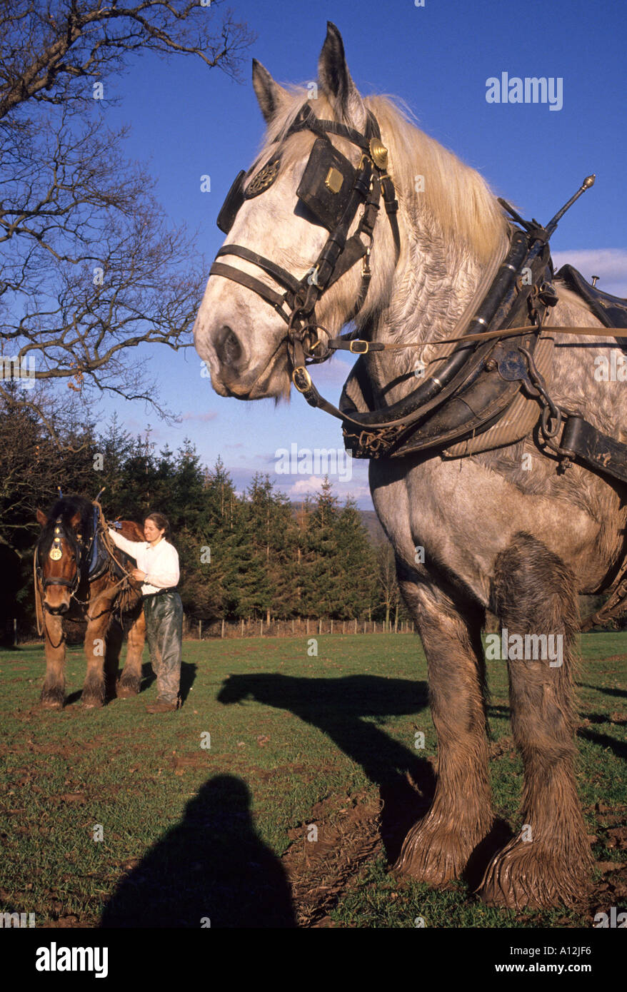 Schwere Pferde Stockfoto