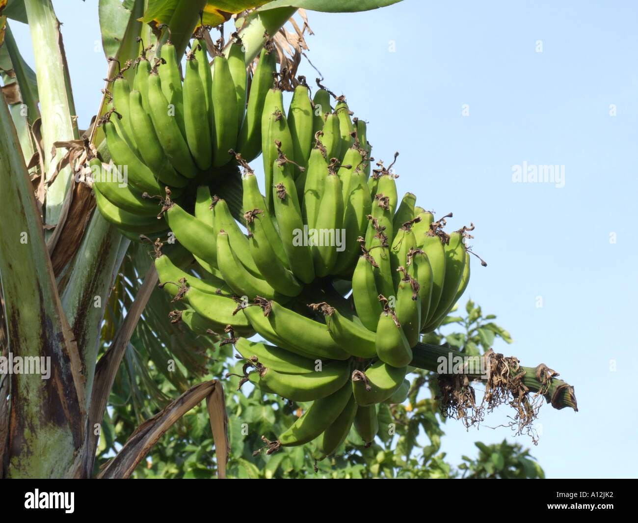 Reihe von Wegerich auf Bananen Palme Stockfoto