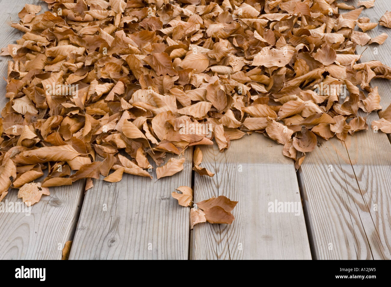 Picknick-Bereich im Herbst fallen Blätter Buche auf Picknick-Tisch Stockfoto