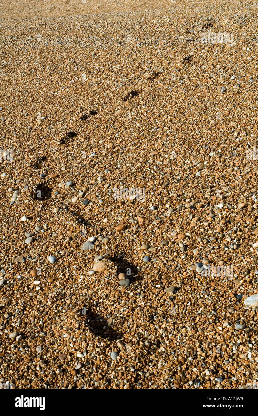 Fußabdrücke auf dem Kiesel Strand führende nirgendwo entlang der Küste Stockfoto