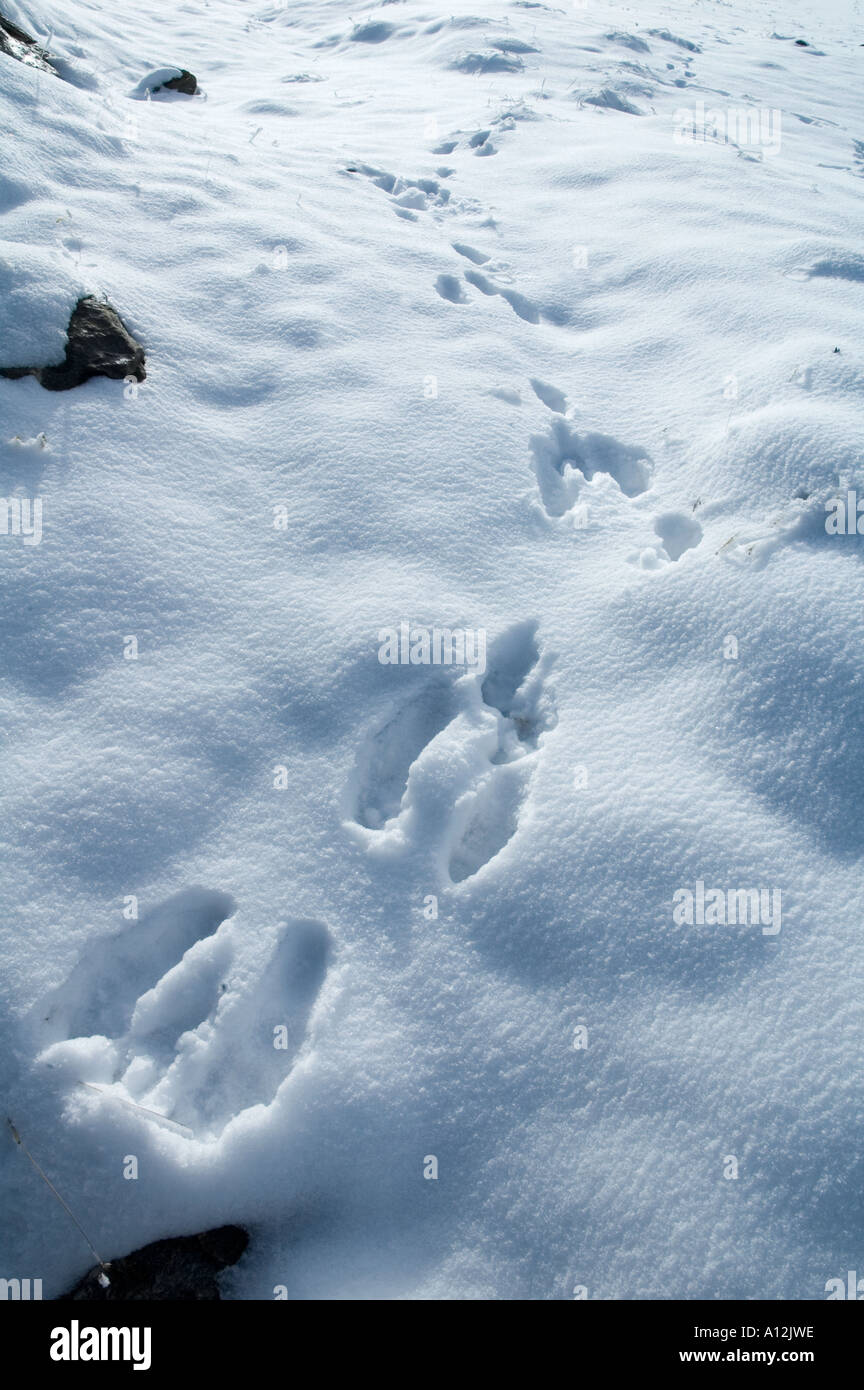 Spuren der Tiere im Schnee wohl ein Hase genommen in den französischen Alpen in der Nähe von Val d Isere L Stockfoto