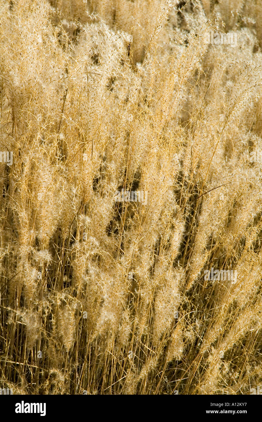 Miscanthus Sinensis kleine Kätzchen Ornamental grass Samenköpfe in Herbstfarben Stockfoto