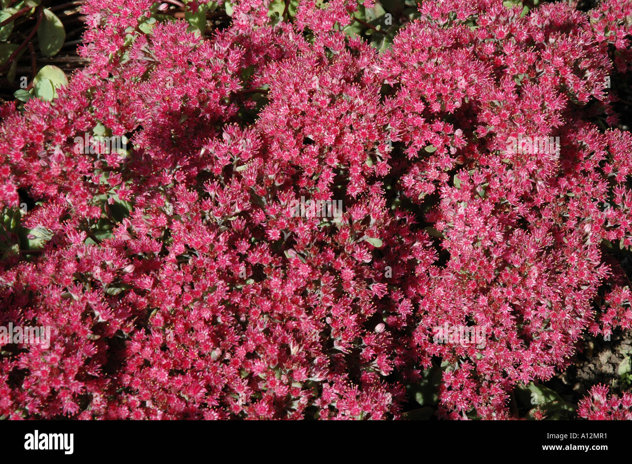 Sedum Ruby Glow niedrig wachsende Eis Pflanze geeignet für Steingarten Spätsommer blühen Stockfoto