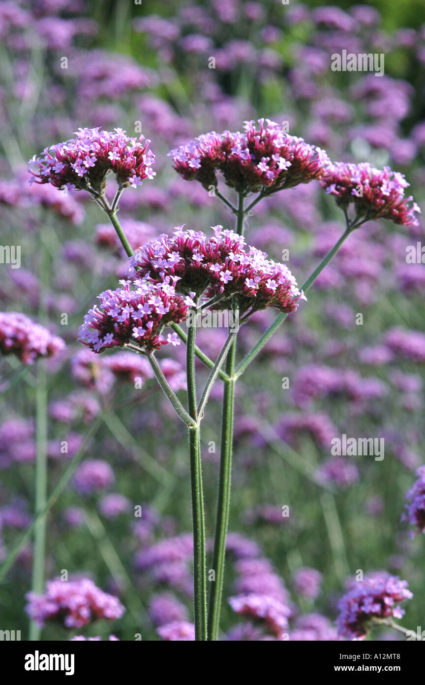 Verbena Bonariensis Blumen isoliert aus dem Fokus Hintergrund mit viel Platz für text Stockfoto