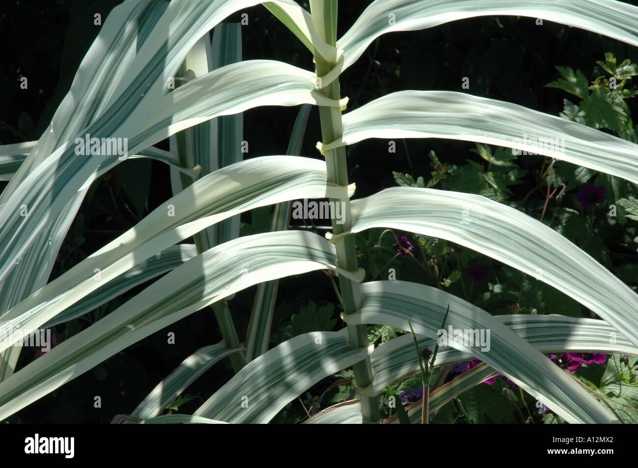 Arondo Variegatum Silber bunte Laub im Garten Ziergras Stockfoto