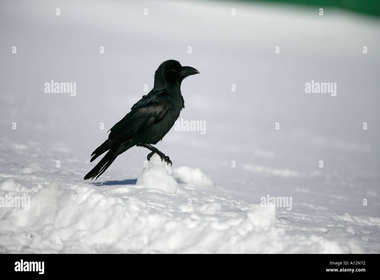 Dschungel Krähe Corvus macrorhynchos Stockfoto