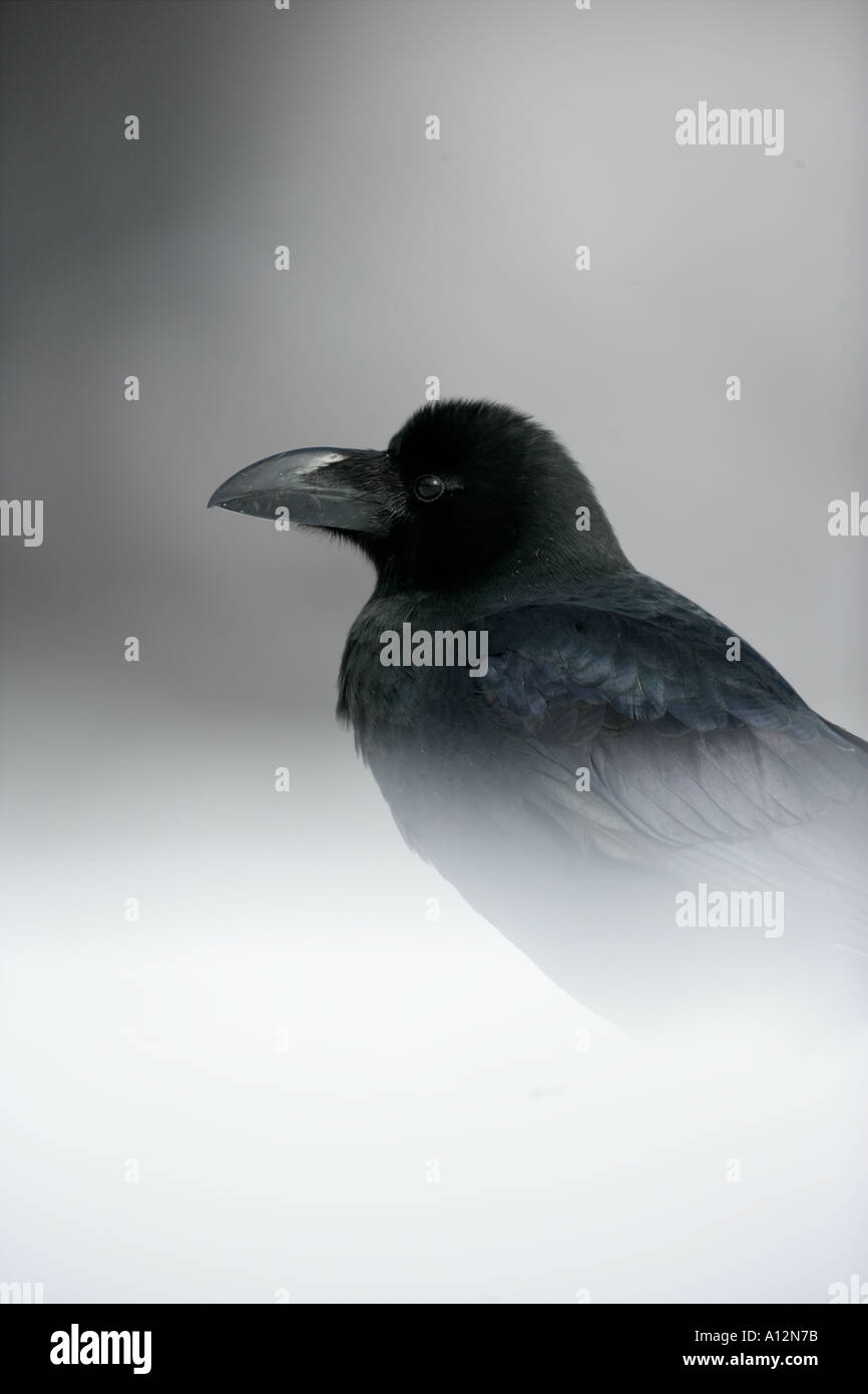 Dschungel Krähe Corvus macrorhynchos Stockfoto