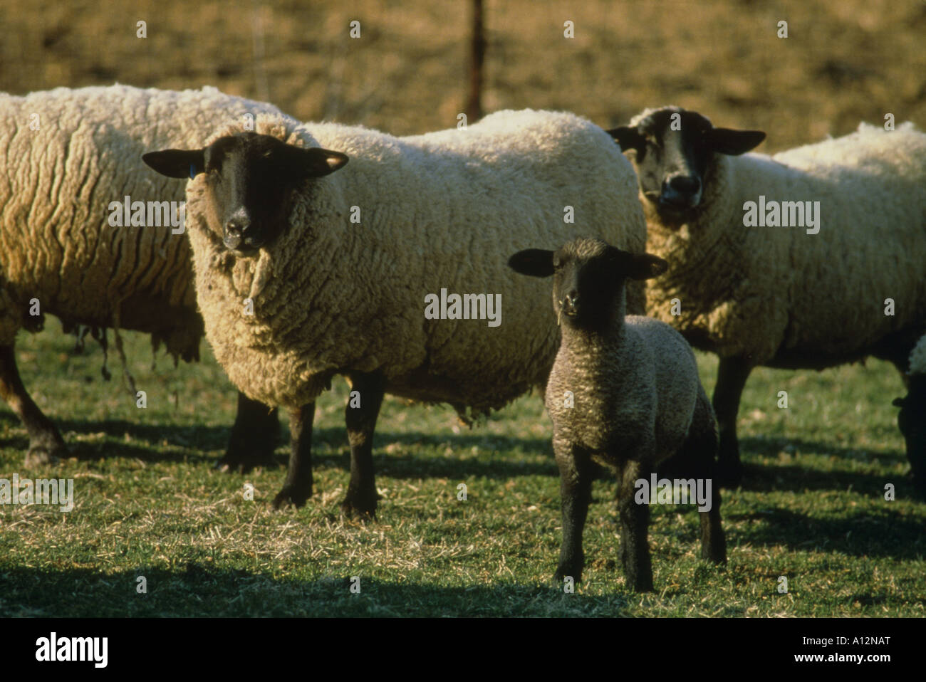 SUFFOLK SCHAF UND LAMM Stockfoto