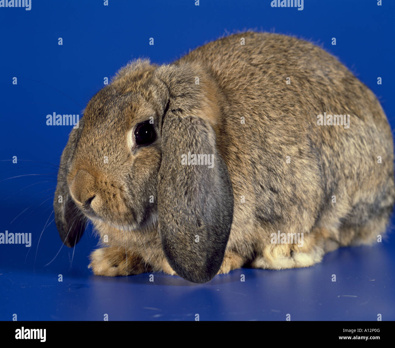 MINI LOP RABBIT STUDIO Stockfoto