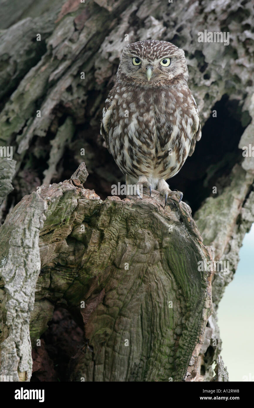 STEINKAUZ Athene Noctua TARNEN PERCHED ABOVE NEST Loch zeigen gut gegen Baum-Stamm-YORKSHIRE-Juli Stockfoto