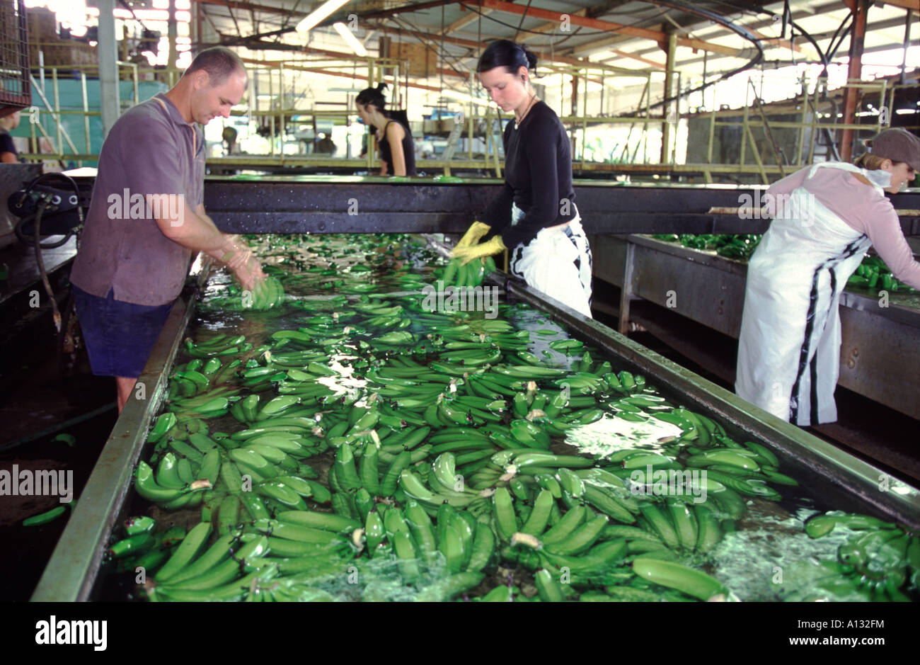 Bananenfabrik Fotos und Bildmaterial in hoher Auflösung Alamy