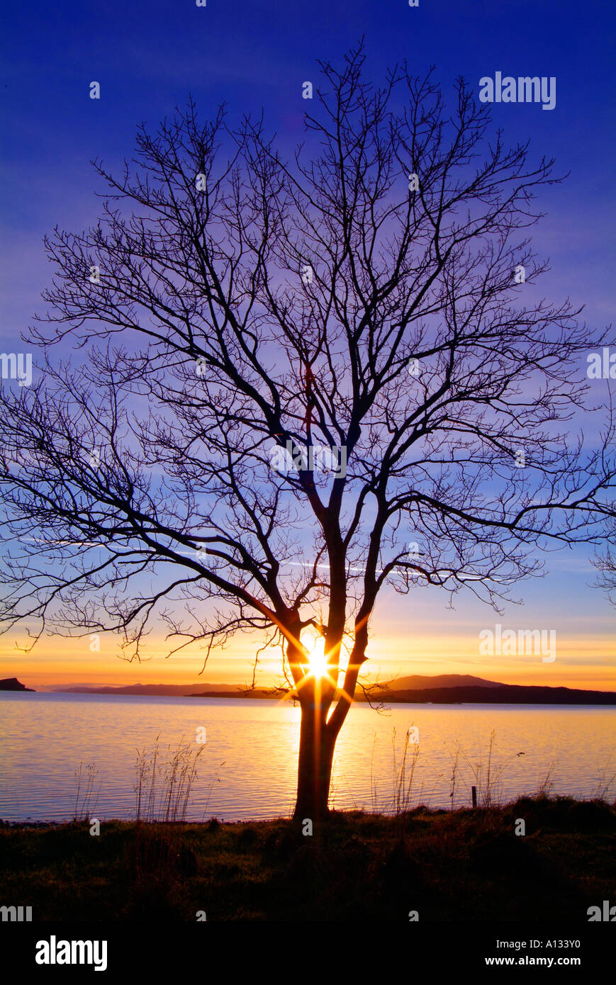 Baum Silhouette durch die untergehende Sonne an Schottlands Westküste in der Nähe von Loch Melfort Stockfoto