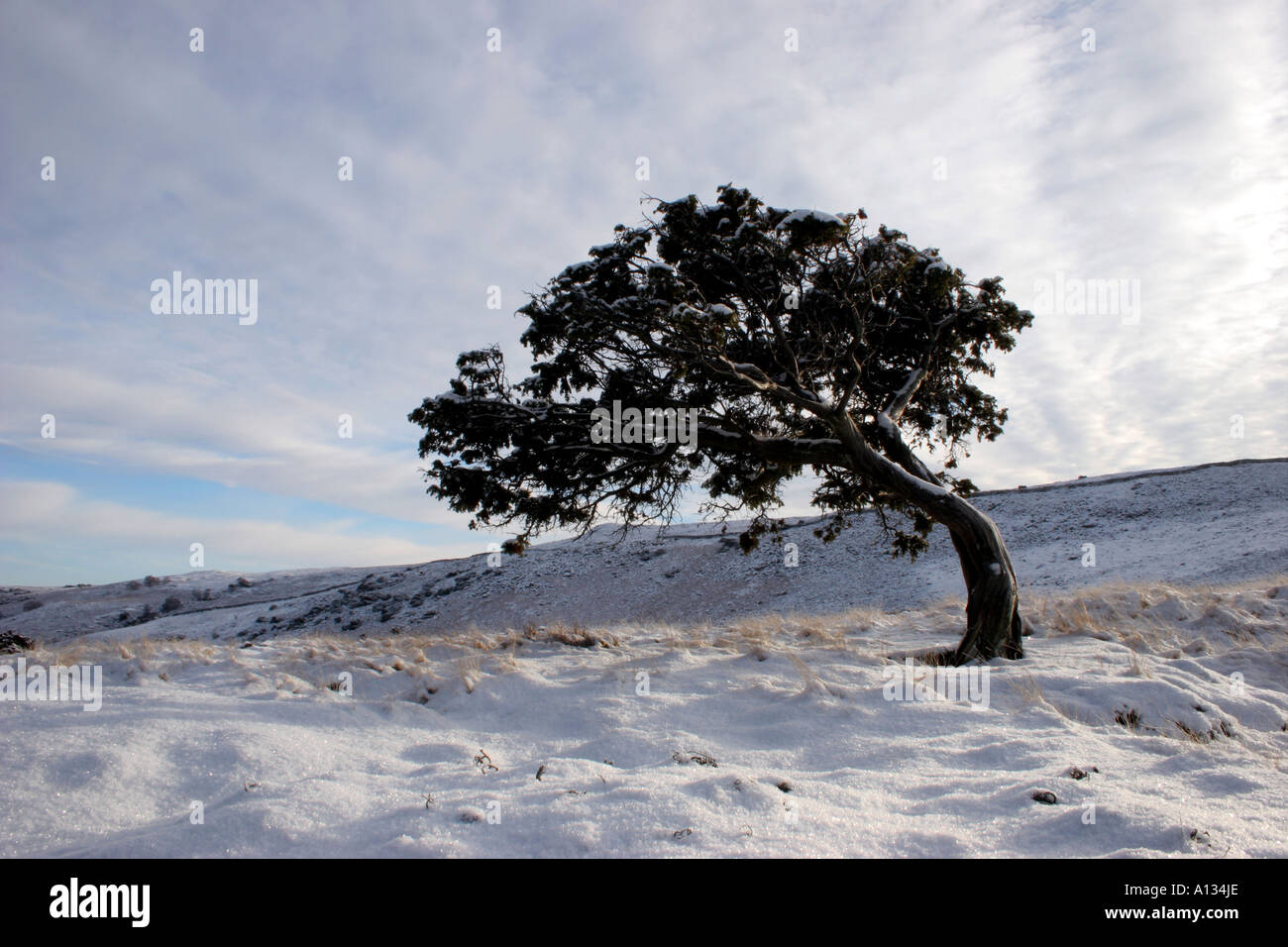 Juniper Tree Juniperus Communis verformt durch stark vorherrschenden Winde in einem Winter Landschaft Teesdale County Durham UK Stockfoto