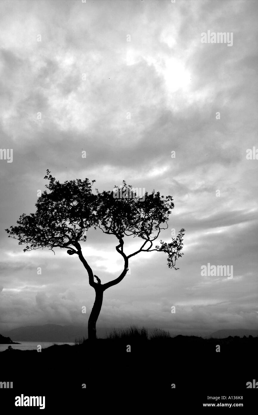 Eberesche, Isle Of Skye Stockfoto