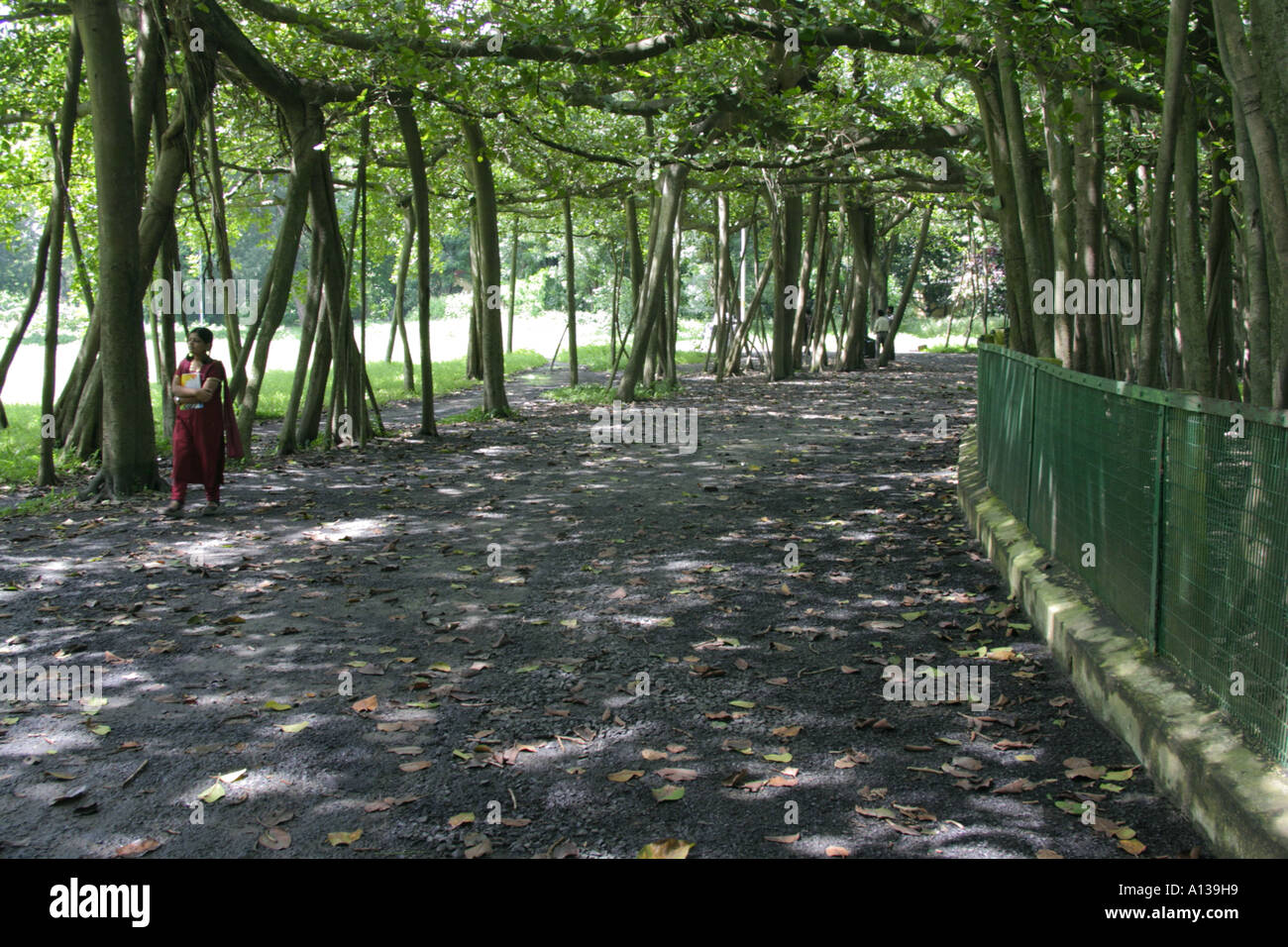 Einen riesigen Banyan-Baum bildet einen Wald von Luftwurzeln im Botanischen Garten, Kolkata, Indien Stockfoto