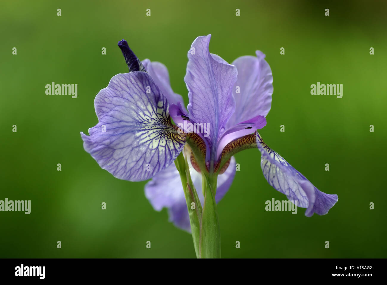 Blaue Iris Germanica isoliert. Stockfoto