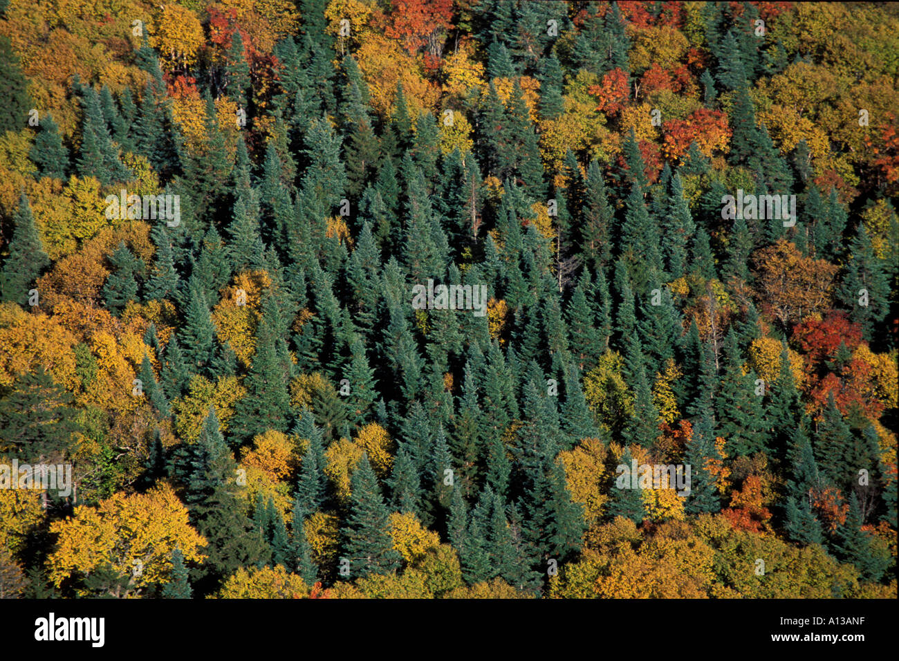 Herbstlaub an den Hängen des New Hampshire s Mt Lafayette Franconia Ridge White Mountains alten Reitweg Mt Lafayette NH Stockfoto