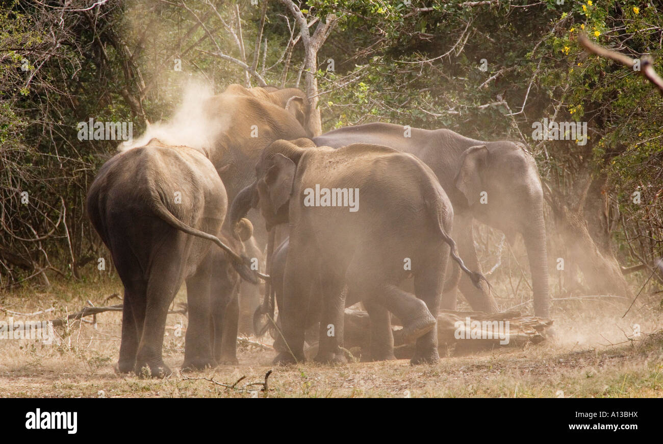 Asiatische Elefanten Elephas Maximus Maximus Staub baden Stockfoto