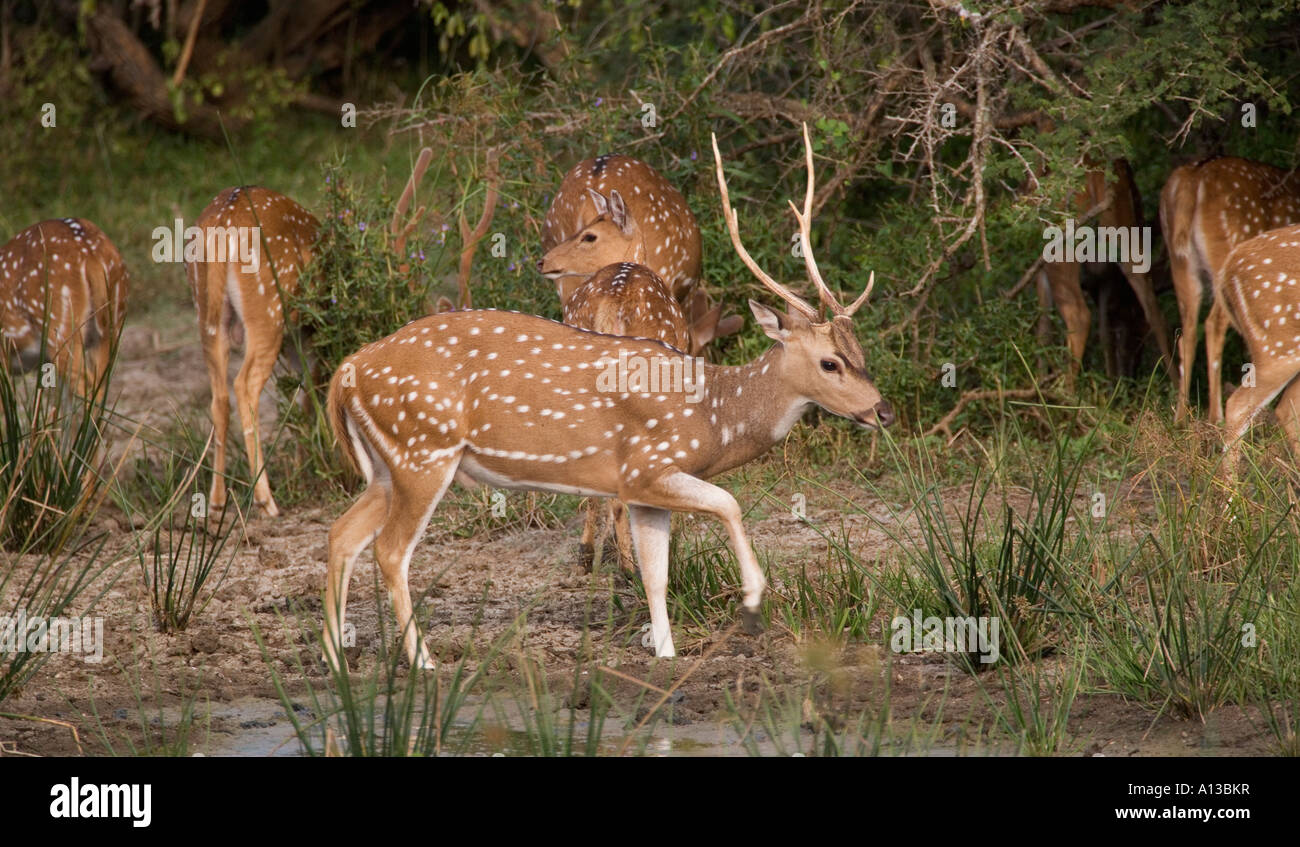 Achsen Hirsch Axia Achse ceylonensis Stockfoto