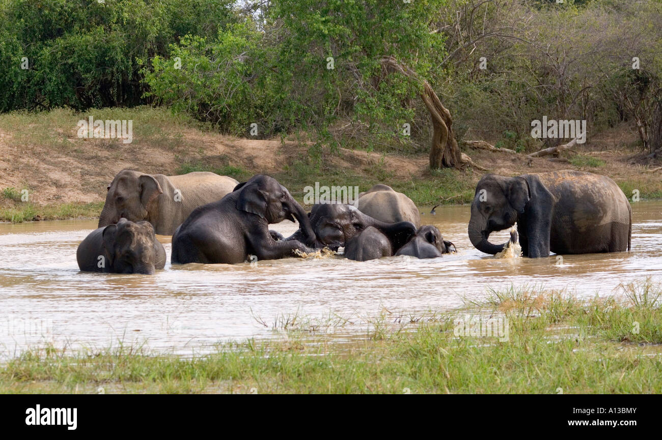 Asiatische Elefanten Elephas Maximus maximus Stockfoto