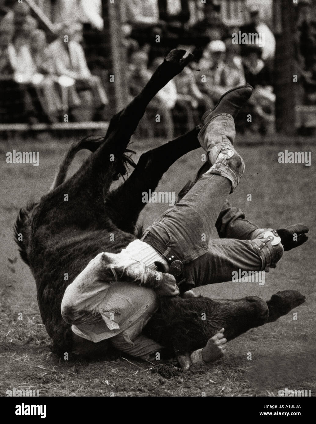 Freaky Unfall während Steer wrestling event Stockfoto