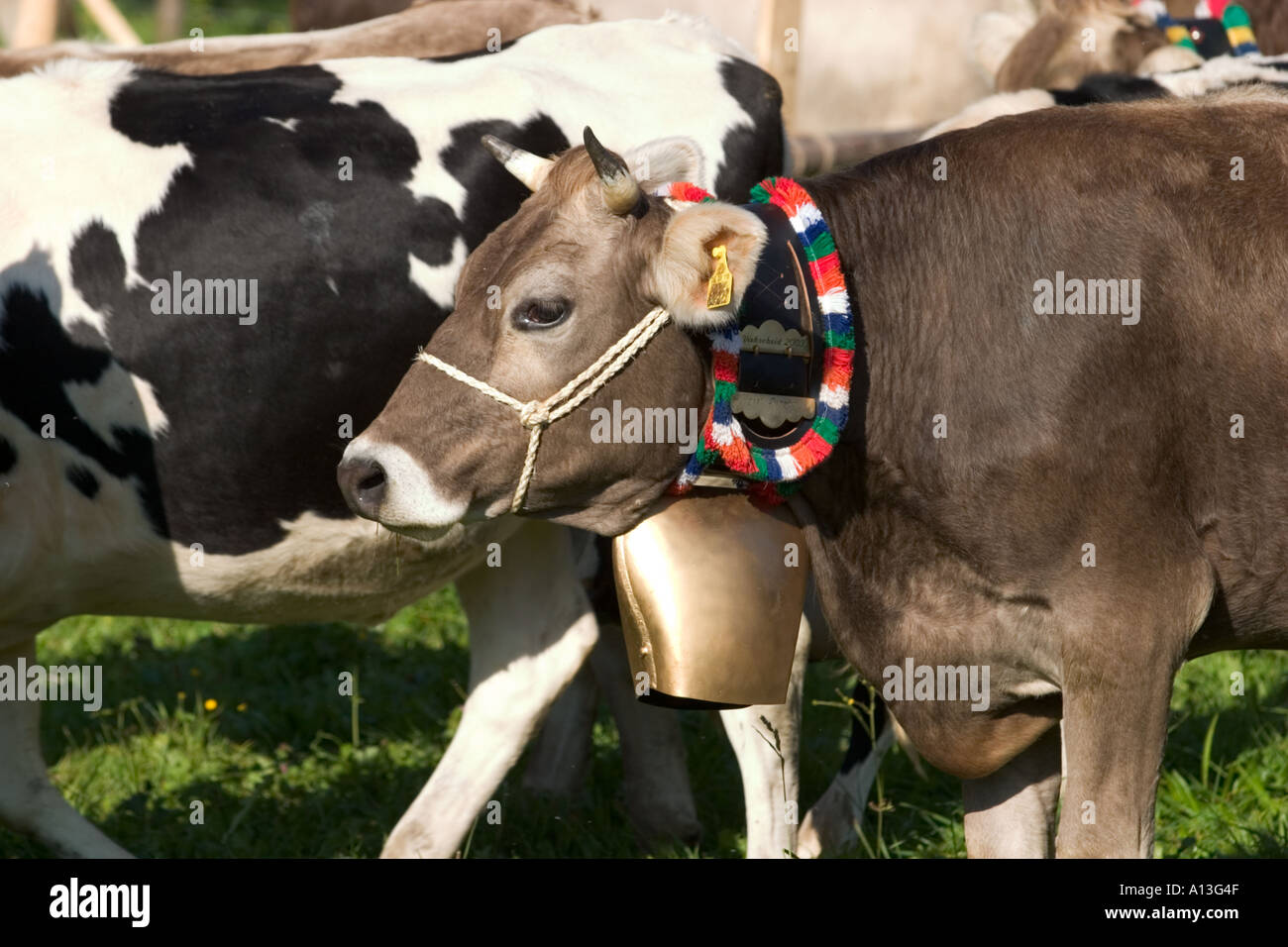 Almabtrieb Viehscheid in Oberstaufen Allgaeu Deutschland Stockfoto