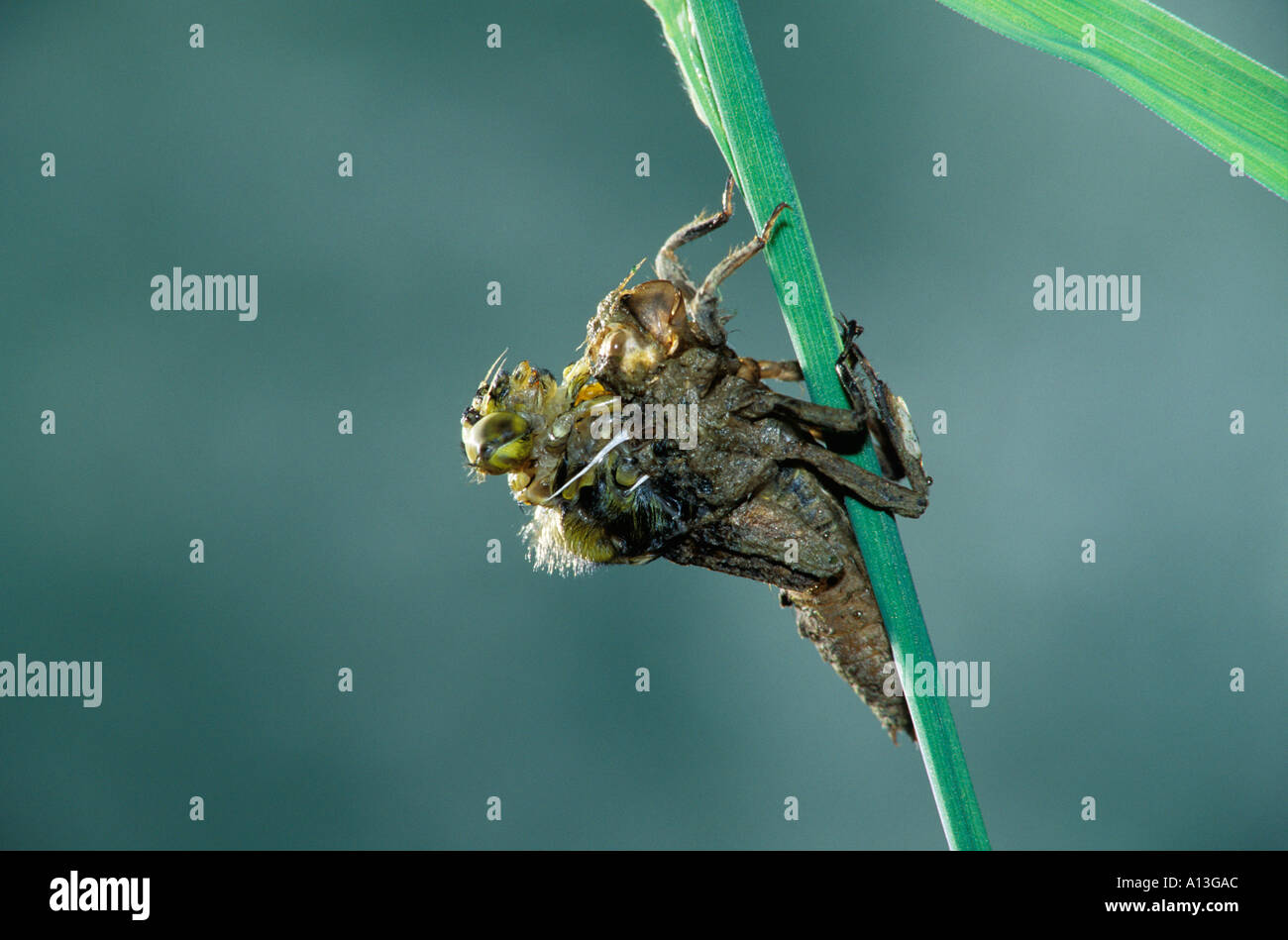 Nr. 3 von 10 in einer Reihe von Fotos, auf denen die Entwicklung eines breiten Körper Chaser Libellula depressa Stockfoto