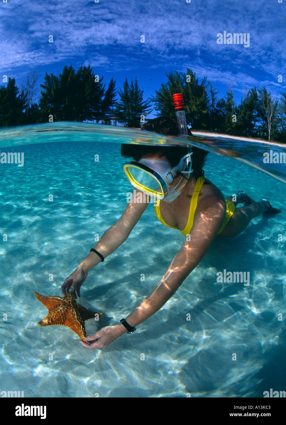 Bahamas Inseln Grand Bahama Island Frau mit Seestern im grünen flachen Wasser Freeport Grand Bahama Island Bahamas-Inseln Stockfoto