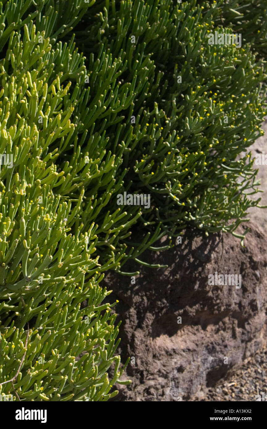 Icod de Los Vinos Teneriffa Drachenbaum-Park und Gärten-Euphorbia-Arten Stockfoto