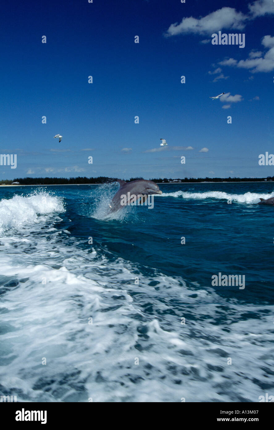 Delphin springen wenn Boot Freeport Grand Bahama Island Bahamas-Inseln aufwachen Stockfoto