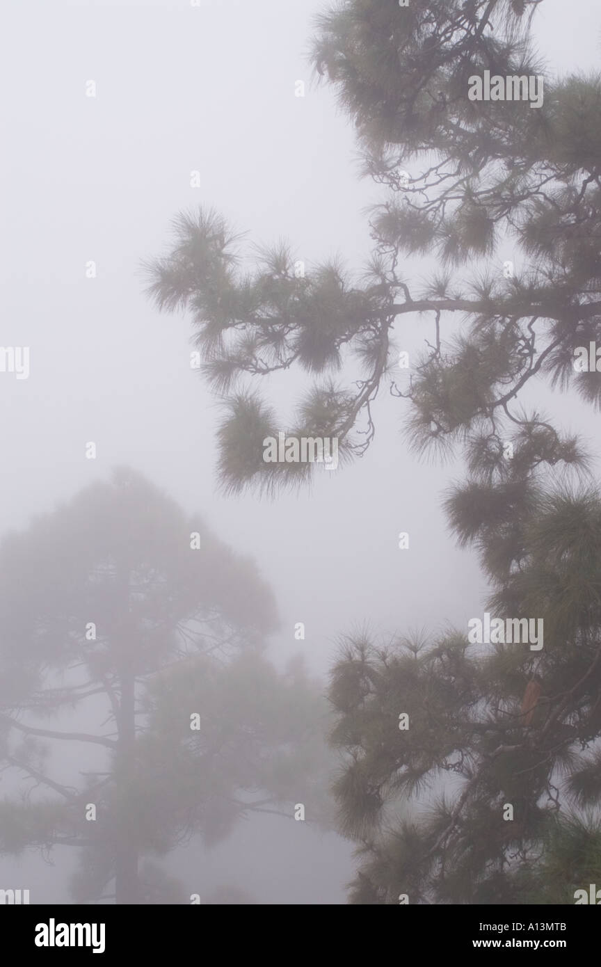 Cloud-Nebel in großer Höhe im Corona Forestal von Teneriffa Nationalpark Stockfoto