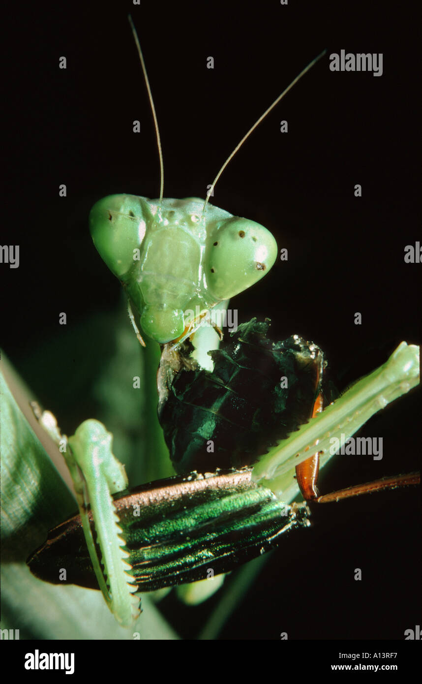 Leiter einer Gottesanbeterin Mantis Religiosa isst Essen ein Insekt Bit beißen den Kopf aus Griff in seinen vorderen Klauen greifen Stockfoto