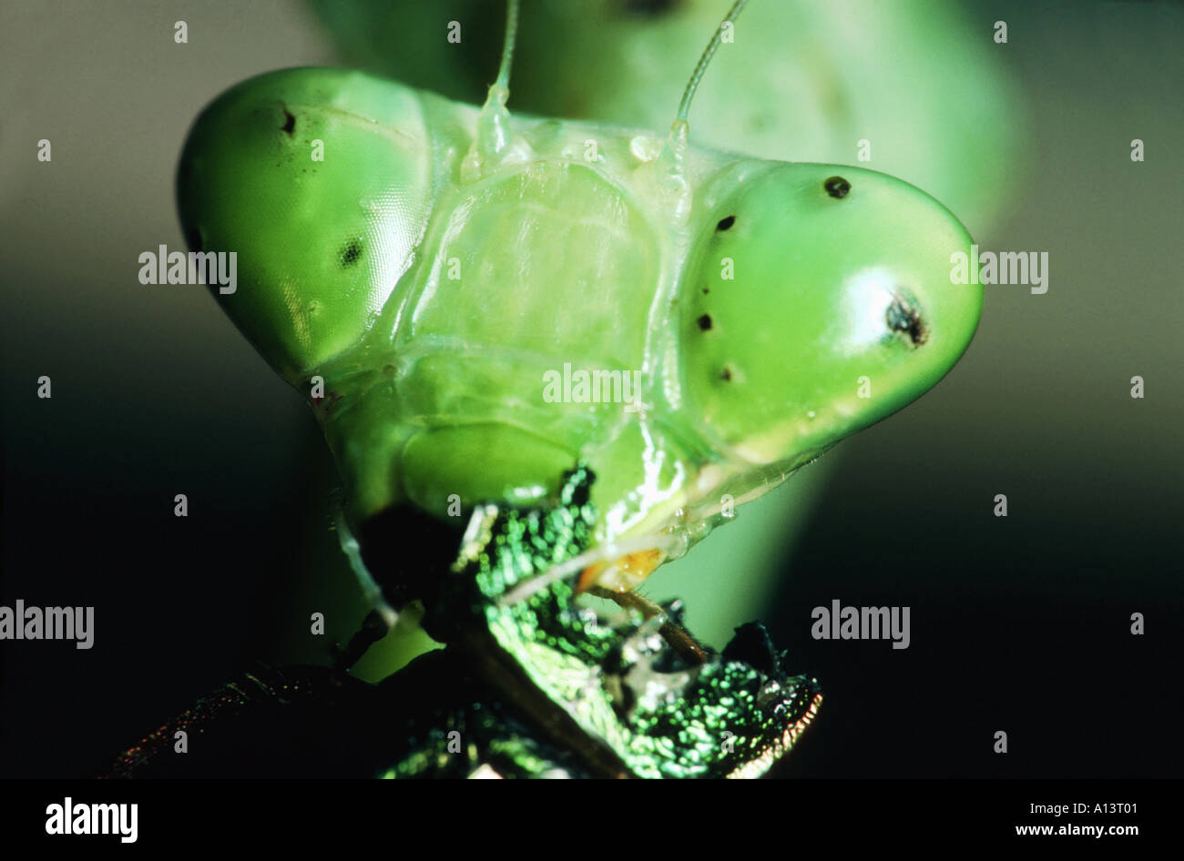 Leiter einer Gottesanbeterin Mantis Religiosa isst Essen ein Insekt Bit beißen den Kopf aus Griff in seinen vorderen Klauen greifen Stockfoto