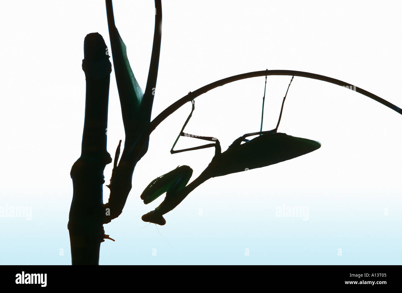 Silhouette Schatten eine Gottesanbeterin Mantis Religiosa hängend auf einem Ast mit seinen vorderen Krallen beten Stockfoto